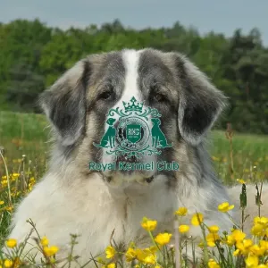 Pyrenean Mastiff (Imp) Pyrenean Mastiff (Imp)
