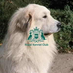 Pyrenean Mountain Dog Pyrenean Mountain Dog
