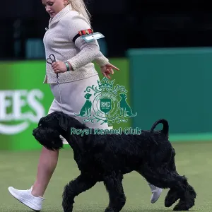 Rebel, a Giant Schnauzer, competing in the Junior Warrant Final today (05) Rebel, a Giant Schnauzer, competing in the Junior Warrant Final today (05)