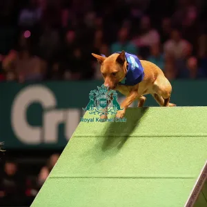 Rescue Dog Agility 2020