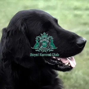 Retriever (Flatcoated)