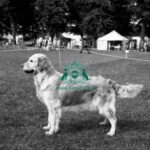 Retriever- Golden