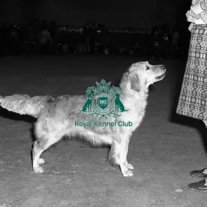 Retriever- Golden