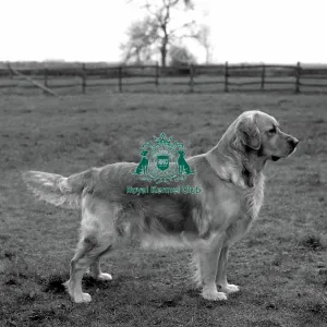 retriever-golden