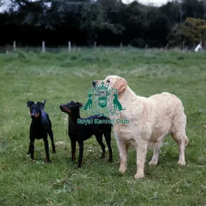 RETRIEVER (GOLDEN) and Manchester Terriers RETRIEVER (GOLDEN) and Manchester Terriers