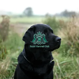 Retriever (Labrador)