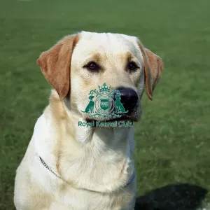 Retriever (Labrador)