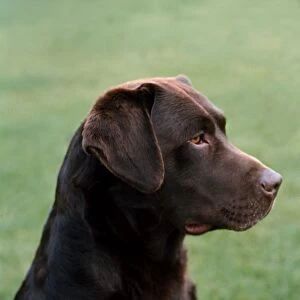 Retriever (Labrador)