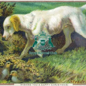 Retriever (Labrador) Retriever (Labrador)