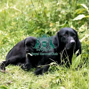 Retriever (Labrador) and puppy