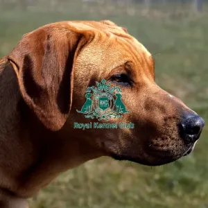Rhodesian Ridgeback Rhodesian Ridgeback