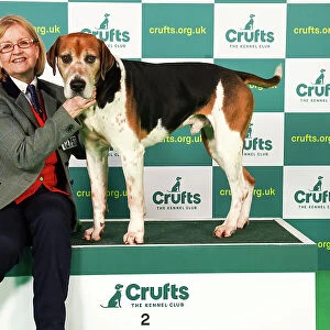 Rosemary Griffiths from Cheshire with Corister, a Foxhound, which was the Best in Group winner today (Saturday 11. 03. 23), the third day of Crufts 2023, at the NEC Birmingham