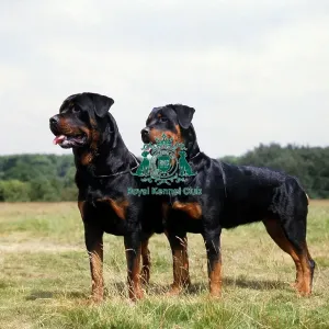 Rottweilers Rottweilers