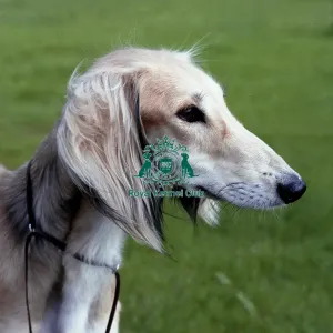 Saluki Saluki