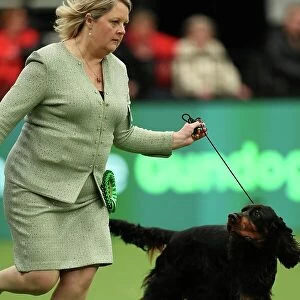 Sarah Loakes from Edmondbyers with Vegas a Gordon Setter which was the Best of Breed winner today (Thursday 09. 03. 23), the first day of Crufts 2023, at the NEC Birmingham