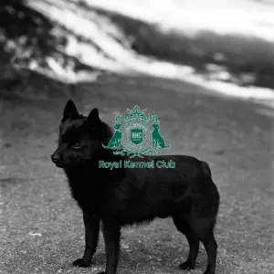 Schipperke Schipperke