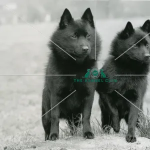 SCHIPPERKE