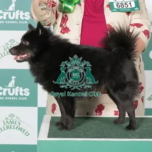 Schipperke BOB