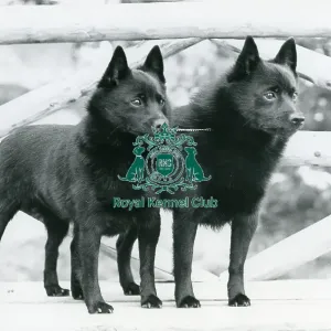 Schipperkes
