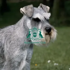 Schnauzer Schnauzer