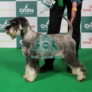 Schnauzer BOB
