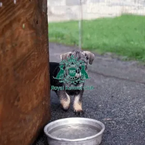Schnauzer puppy Schnauzer puppy