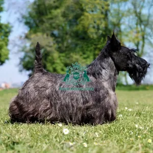 Scottish Terrier Scottish Terrier