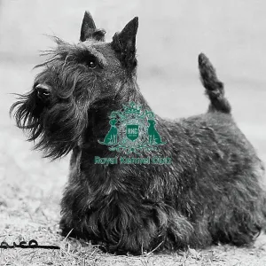 Scottish Terrier Scottish Terrier