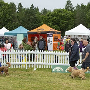 Scruffts 2023 regional round DogFest Tatton Park, Manchester