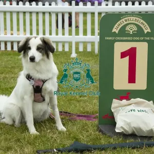 Scruffts 2023 regional round DogFest Tatton Park, Manchester Scruffts 2023 regional round DogFest Tatton Park, Manchester