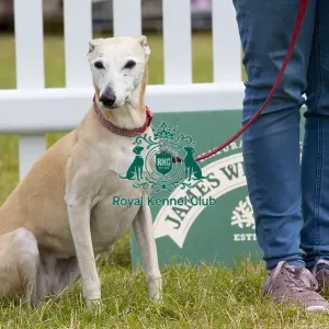 Scruffts 2023 regional round DogFest Tatton Park, Manchester Scruffts 2023 regional round DogFest Tatton Park, Manchester