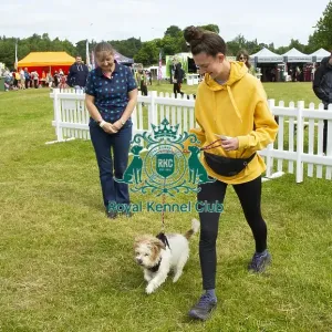 Scruffts 2023 regional round DogFest Tatton Park, Manchester Scruffts 2023 regional round DogFest Tatton Park, Manchester