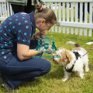 Scruffts 2023 regional round DogFest Tatton Park, Manchester Scruffts 2023 regional round DogFest Tatton Park, Manchester