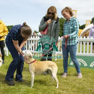 Scruffts 2023 regional round DogFest Tatton Park, Manchester Scruffts 2023 regional round DogFest Tatton Park, Manchester