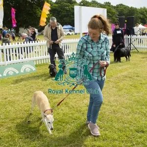 Scruffts 2023 regional round DogFest Tatton Park, Manchester Scruffts 2023 regional round DogFest Tatton Park, Manchester