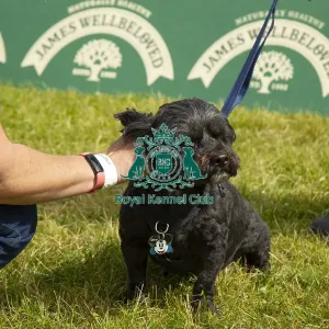 Scruffts 2023 regional round DogFest Tatton Park, Manchester Scruffts 2023 regional round DogFest Tatton Park, Manchester