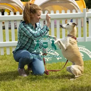 Scruffts 2023 regional round DogFest Tatton Park, Manchester Scruffts 2023 regional round DogFest Tatton Park, Manchester