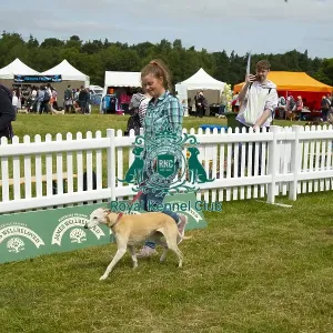 Scruffts 2023 regional round DogFest Tatton Park, Manchester Scruffts 2023 regional round DogFest Tatton Park, Manchester