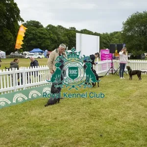 Scruffts 2023 regional round DogFest Tatton Park, Manchester Scruffts 2023 regional round DogFest Tatton Park, Manchester