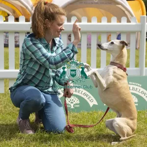 Scruffts 2023 regional round DogFest Tatton Park, Manchester Scruffts 2023 regional round DogFest Tatton Park, Manchester