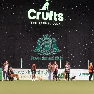 Scruffts competition Scruffts competition
