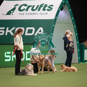 Scruffts competition including winner Diesel, a 13-year-old Airedale Terrier/Labrador cross owned by Claire Whitehead Scruffts competition including winner Diesel, a 13-year-old Airedale Terrier/Labrador cross owned by Claire Whitehead