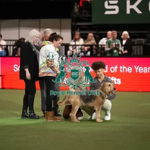 Scruffts competition winner Diesel, a 13-year-old Airedale Terrier/Labrador cross owned by Claire Whitehead Scruffts competition winner Diesel, a 13-year-old Airedale Terrier/Labrador cross owned by Claire Whitehead