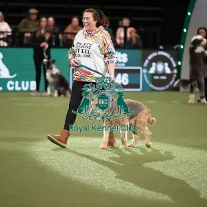 Scruffts competition winner Diesel, a 13-year-old Airedale Terrier/Labrador cross owned by Claire Whitehead Scruffts competition winner Diesel, a 13-year-old Airedale Terrier/Labrador cross owned by Claire Whitehead