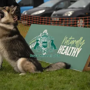 Scruffts Family Crossbreed of the Year competition All About Dogs Cornwall 22/09/24