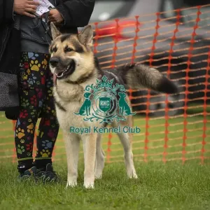 Scruffts Family Crossbreed of the Year competition All About Dogs Cornwall 22/09/24