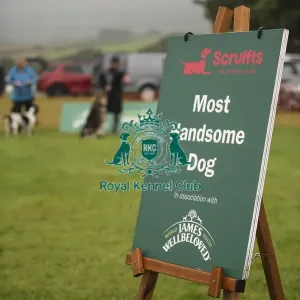 Scruffts Family Crossbreed of the Year competition All About Dogs Cornwall 22/09/24