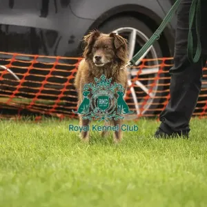 Scruffts Family Crossbreed of the Year competition All About Dogs Cornwall 22/09/24