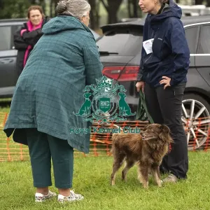 Scruffts Family Crossbreed of the Year competition All About Dogs Cornwall 22/09/24