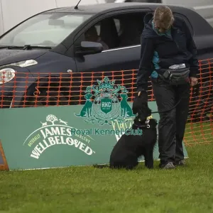 Scruffts Family Crossbreed of the Year competition All About Dogs Cornwall 22/09/24